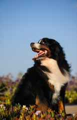 Bernese Mountain Dog sitting in field
