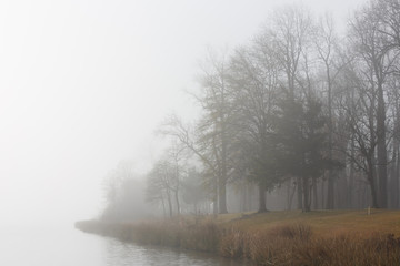 Foggy trees on river shoreline