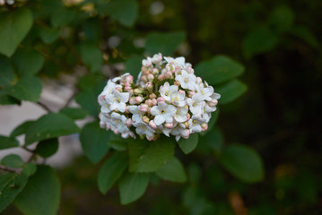 Viburnum carlcephalum