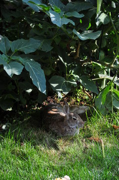 Bunny in the Backyard Garden, Resting in the Shade