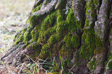 Green moss on tree trunk