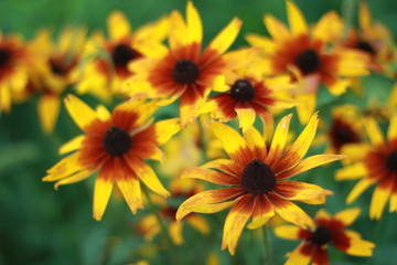 yellow flowers in garden