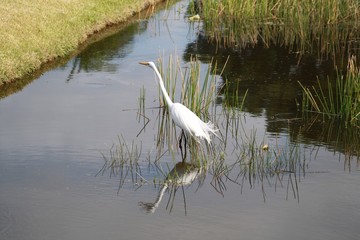 Great White Egret, bird, white, yellow bill, black legs and feet, pond, water, reeds, reflection