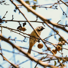 Sparrow in action!