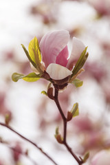 Fototapeta premium Pink magnolia flower