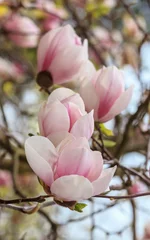 Fototapeten Pink magnolia flower © Victoria Schaad