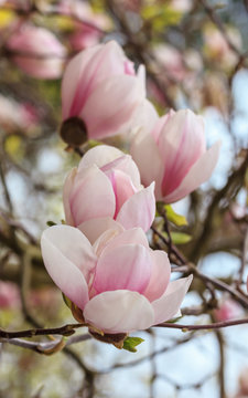 Fototapeta Pink magnolia flower