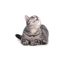 Cute funny cat on white background