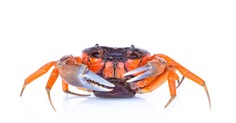 Beautiful red crab isolated on white background.
