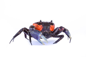 Beautiful red crab isolated on white background.