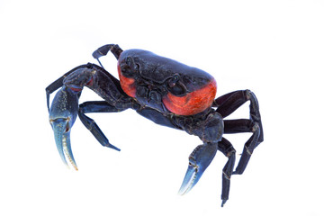 Beautiful red crab isolated on white background.