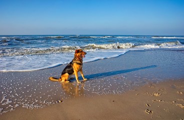 Urlaub mit Hund in Dänemark