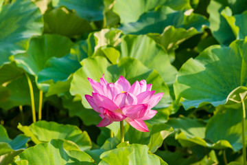 上野恩賜公園 不忍池に咲く蓮の花