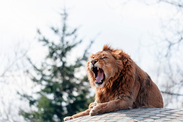 Roaring lion.