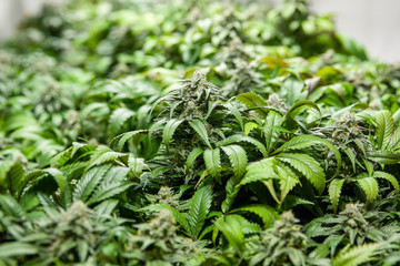 © Eric Limon Photography