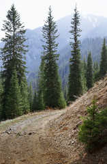 Fototapeta na wymiar Natural parkland in Colorado mountains