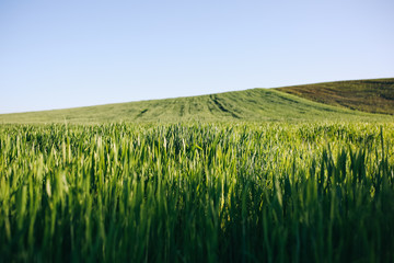 Endless green rye field. Young wheat background. Beautiful grass texture wallpaper. Nature love concept. Eco friendly agriculture modern ideas.