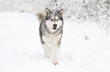 Alaskan Malamute dog on a winter walk in the snow