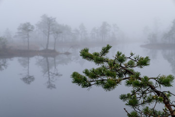 Sunrise in the bog landscape. Misty marsh, lakes nature environment background