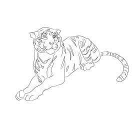 vector illustration of a tiger that lies, drawing by lines, vector