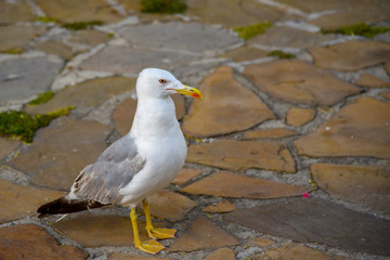 Seagull stands on a cobblestone pavement