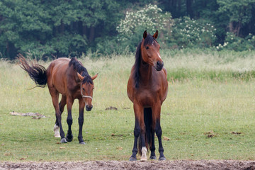 Pferde auf der Wiese