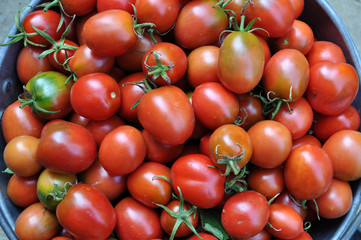 The tomato is harvested in the bucket