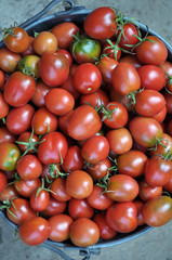 The tomato is harvested in the bucket