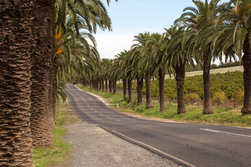Obraz premium alley with palmtrees in australia