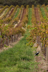 winyards in australia