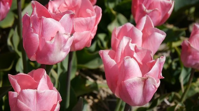 Pink Tulips. Close-up.
