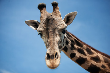 giraffe