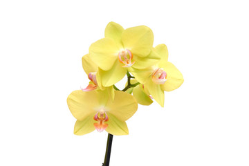 Obraz na płótnie Canvas Yellow orchid phalaenopsis blossom close up