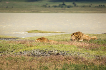 Group of lions in the grass ready to hunt in National Park of Ngorongoro, Tanzania