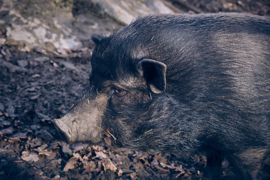 Black pig between dry foliage