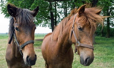 Obraz premium am Gatter warten sie auf ein Möhrchen