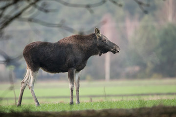 Naklejka na ściany i meble Mammal - bull moose (Alces)