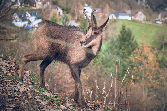 Goat on hill near village