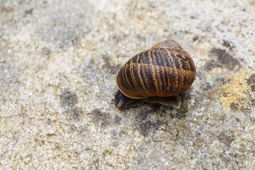 Escargot sur mur en pierre