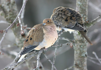 Mourning Doves Perched on a Bare Tree Branch