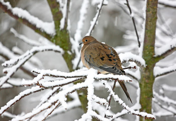 Mourning Dove Perched on Snow Covered Branch