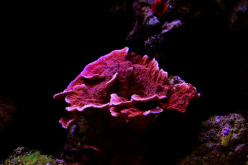 Naklejka premium Montipora Candy Cap Coral, - (Montipora capricornis)