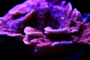 Naklejka premium Montipora Candy Cap Coral, - (Montipora capricornis)