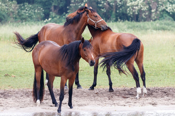 Pferde auf der Wiese