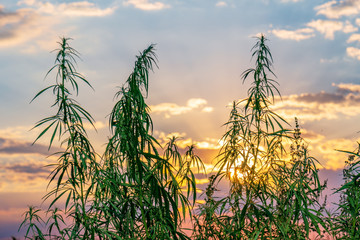 Cannabis leaf, medical marijuana. Cannabis flowers and seeds in green field with back light. Marijuana plant leaves growing high.