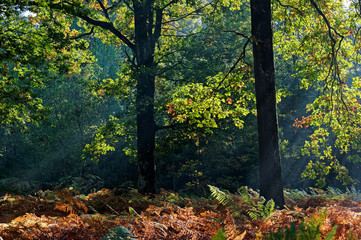 sunlight and foliage in Rambouillet forest