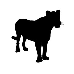 Silhouette of lioness