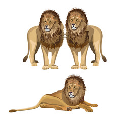 Lion set vector