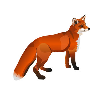 Standing red fox.