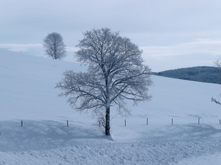 Winterlandschaft. Gersbach in Schwarzwald